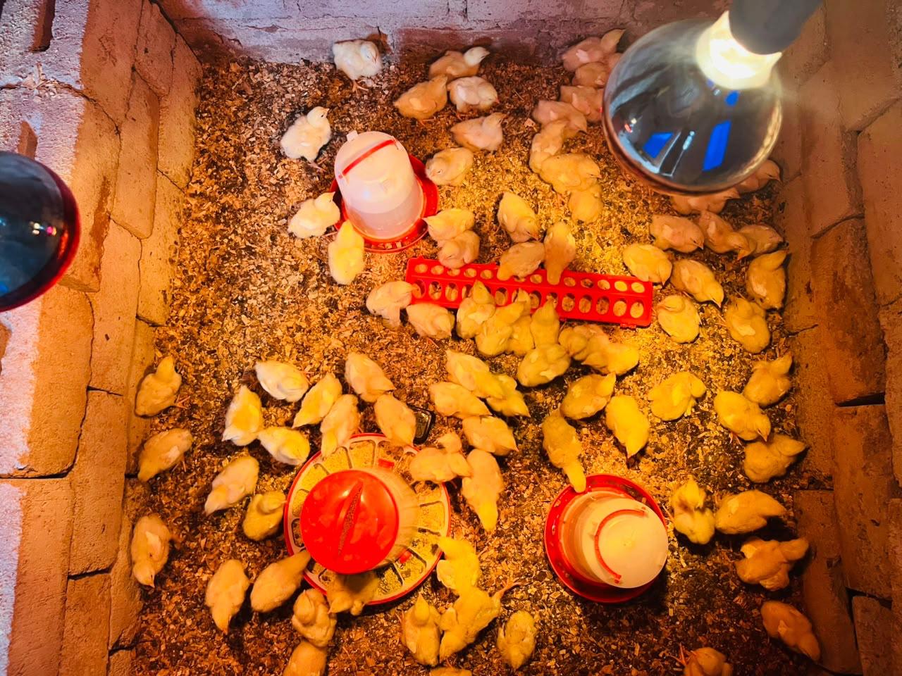 2 weeks chicks