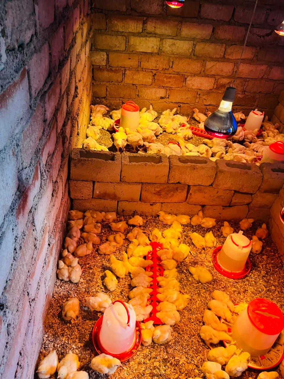 4 weeks chicks