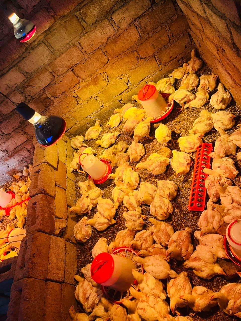 3 weeks chicks